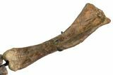 Fossil Hadrosaur (Brachylophosaurus) Articulated Limb - Montana #113082-10